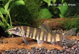 壯體沙鰍 壯體沙鰍