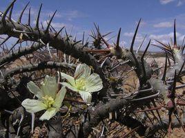 格思龍骨葵 格思龍骨葵