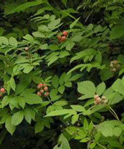 刺萼紅花懸鉤子 刺萼紅花懸鉤子