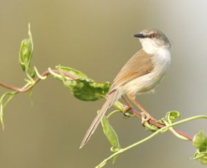 灰胸山鷦鶯 灰胸山鷦鶯