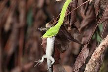 綠瘦蛇捕食蜥蜴