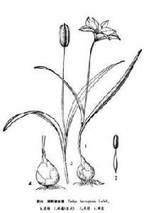 異瓣鬱金香 異瓣鬱金香