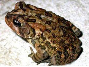 虎斑蟾蜍 虎斑蟾蜍