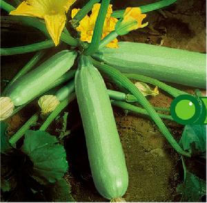 琦玉一號 琦玉一號