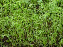 茴香苗形態圖片