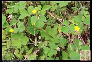 酢漿草科 酢漿草科