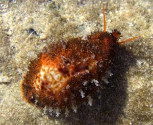 銹斑寶螺 銹斑寶螺