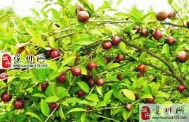 遂川茶油 遂川茶油