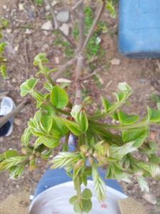 原始花被亞綱 原始花被亞綱