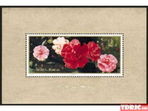 T37M山茶花 T37M山茶花