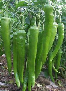 西洋大牛椒 西洋大牛椒