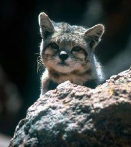 安第斯山虎貓 安第斯山虎貓