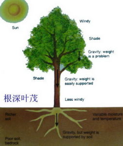 木質部島 木質部島