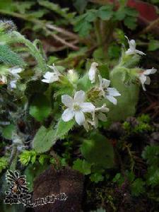 浙贛車前紫草 浙贛車前紫草
