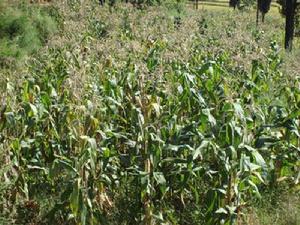 中麥場村山地<a name="ref_[3]"></a>