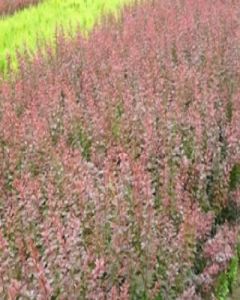 四川小檗 四川小檗