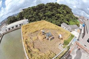屋頂稻田
