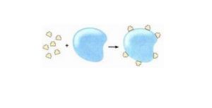 非胸腺依賴性抗原 非胸腺依賴性抗原