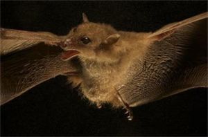 大頸囊果蝠 大頸囊果蝠