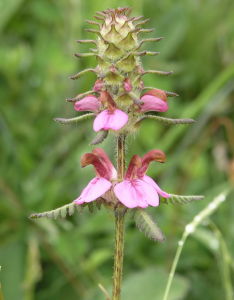 密穗馬先蒿 密穗馬先蒿