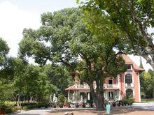 上海的百歲古樹