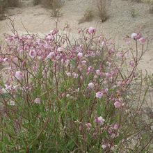 羅布麻[夾竹桃科羅布麻植物]