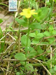 犁頭草[金絲桃屬植物地耳草異名]