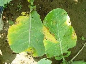 青花菜黑腐病 青花菜黑腐病