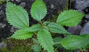 刺序石頭花 刺序石頭花