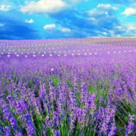 三月的天空 三月的天空