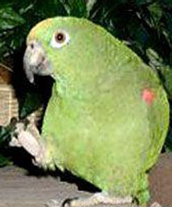 卡威氏亞馬遜鸚鵡 卡威氏亞馬遜鸚鵡