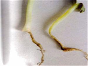 黃瓜幼苗腐霉根腐病 黃瓜幼苗腐霉根腐病