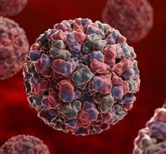 諾如病毒模型圖