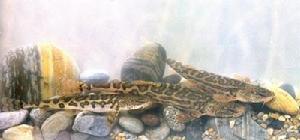 高原土鮎魚 高原土鮎魚