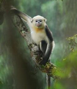 金絲猴[猴科仰鼻猴屬動物]