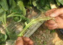 黃瓜青枯病 黃瓜青枯病
