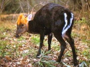 壺瓶山自然保護區