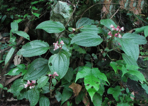長柄熊巴掌 長柄熊巴掌