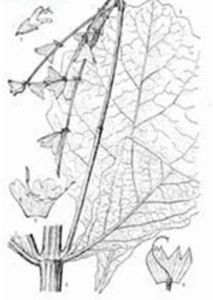 大葉鼠尾 大葉鼠尾