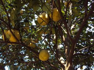 山柚子科 山柚子科