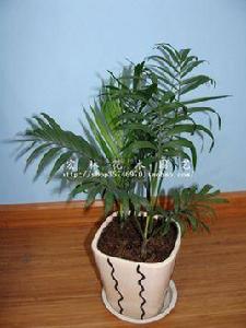 鑽石椰子 鑽石椰子