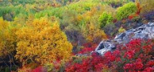 喇叭溝門原始森林公園 喇叭溝門原始森林公園