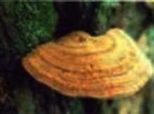 薄皮纖孔菌 薄皮纖孔菌