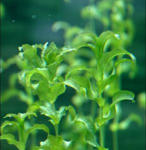 抱莖眼子菜 抱莖眼子菜