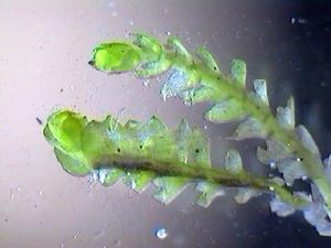 挺葉苔屬 挺葉苔屬