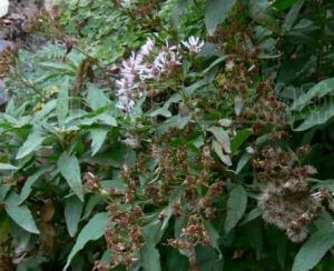 密葉紫菀 密葉紫菀