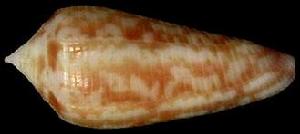 花瓶芋螺 花瓶芋螺