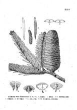 中國植物志原版墨線圖