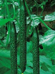 津綠2號黃瓜 津綠2號黃瓜