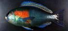 包氏鸚嘴魚